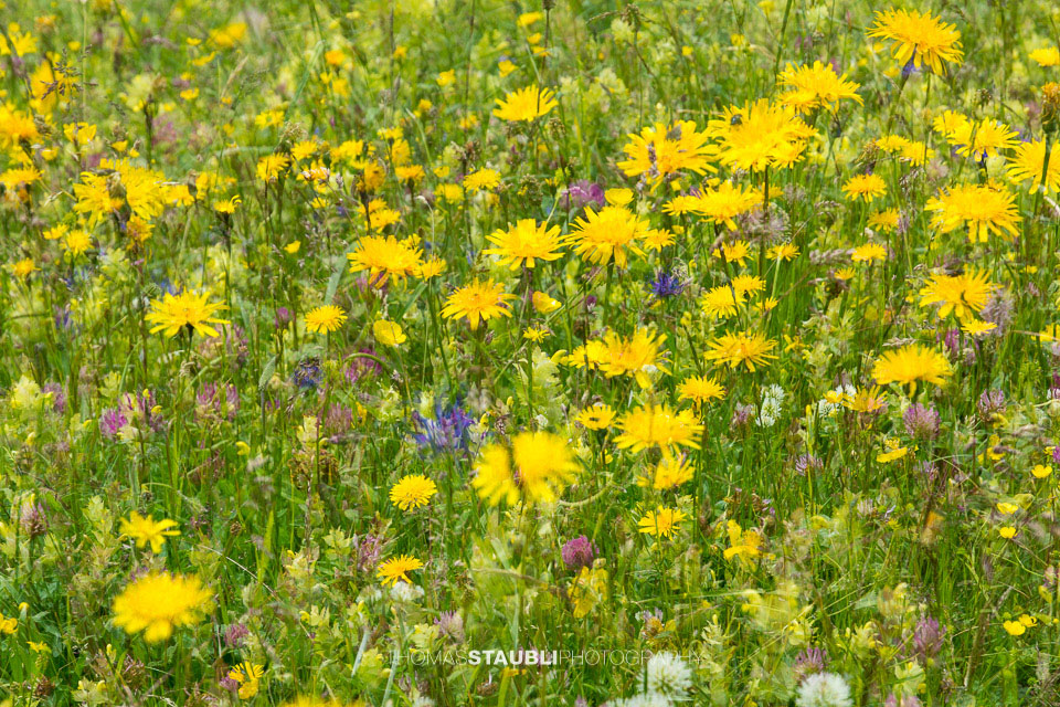 Blumenwiese