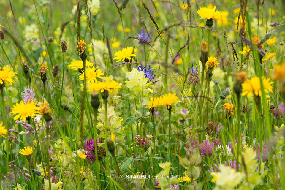Blumenwiese