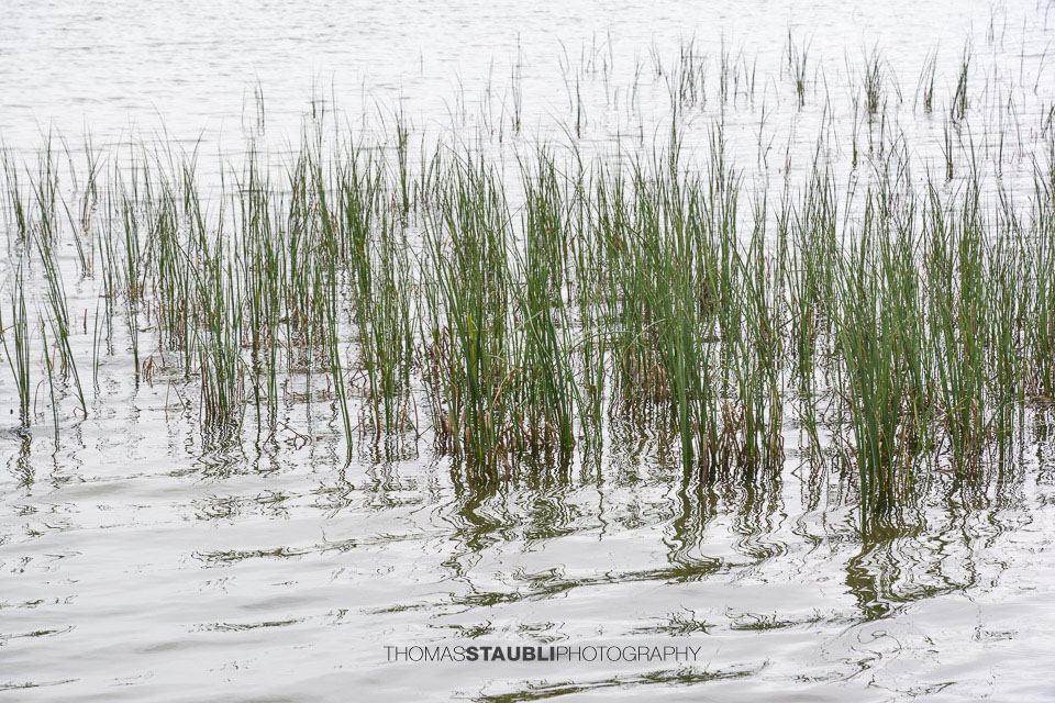 Schilf am Lai da Vons