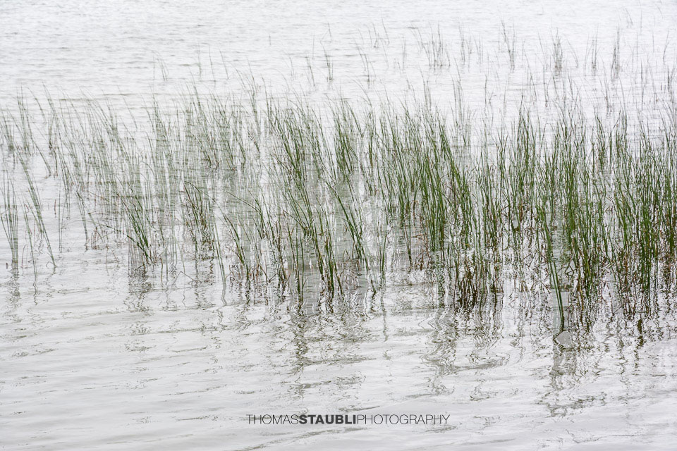 Schilf am Lai da Vons