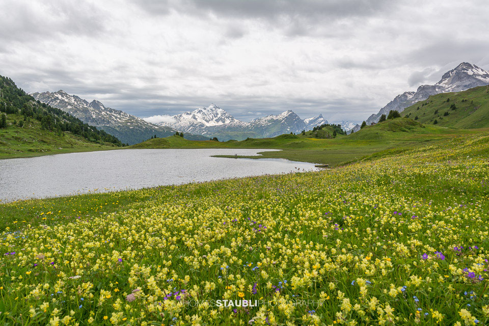 Blumenmeer am Lai da Vons