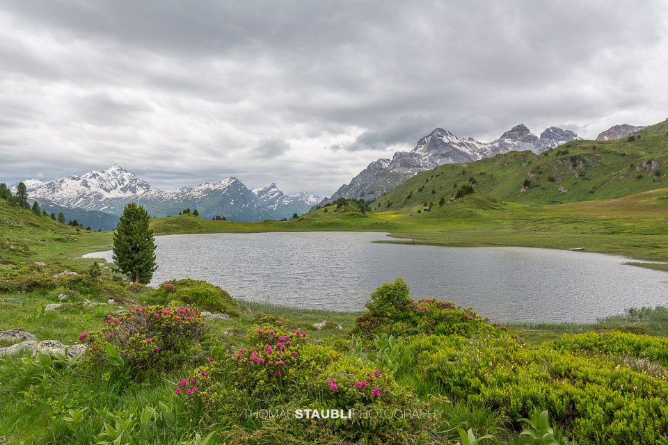 Alpenrosen am Lai da Vons