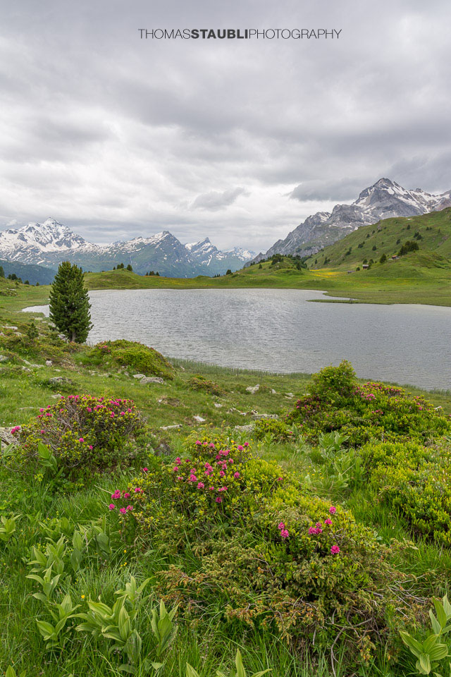 Alpenrosen am Lai da Vons