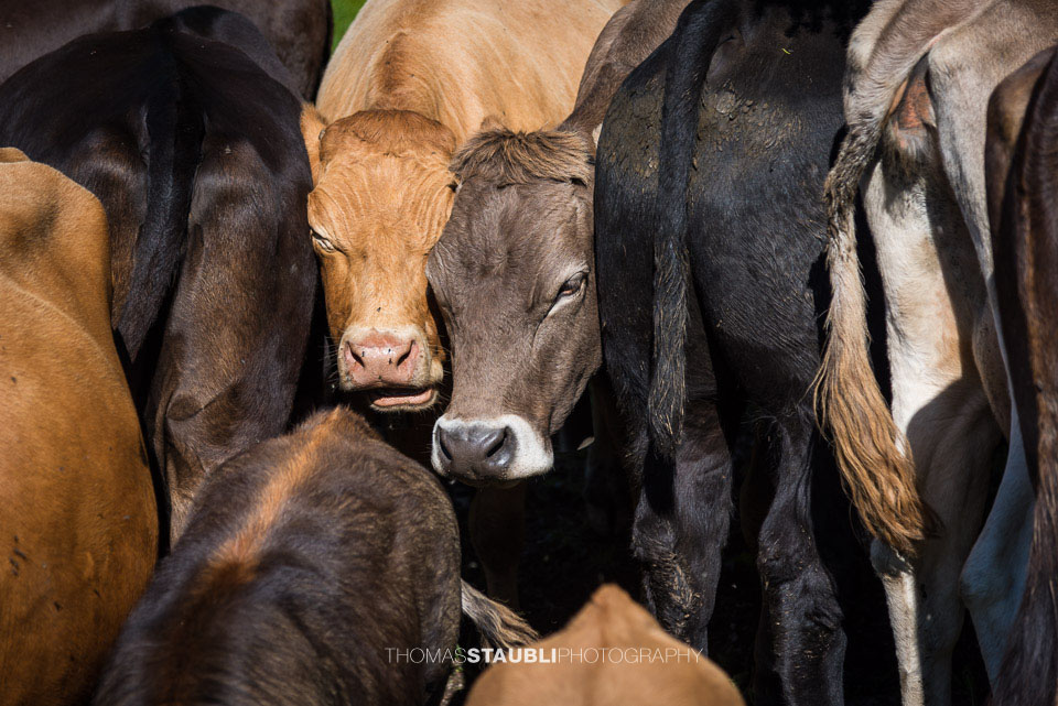 Kühe – Um uns herum hats nur Arschlöcher