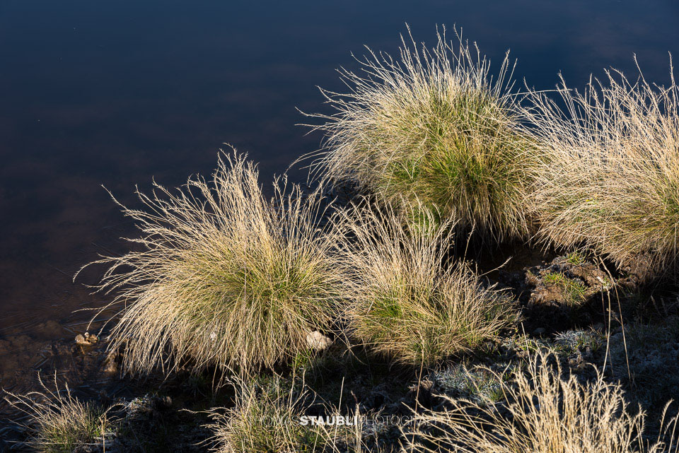 Grasbüschel an einem Bergsee