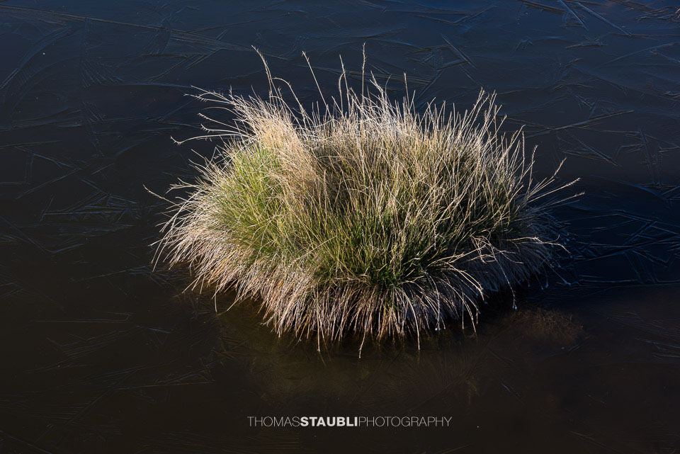 Grasbüschel in einem Bergsee
