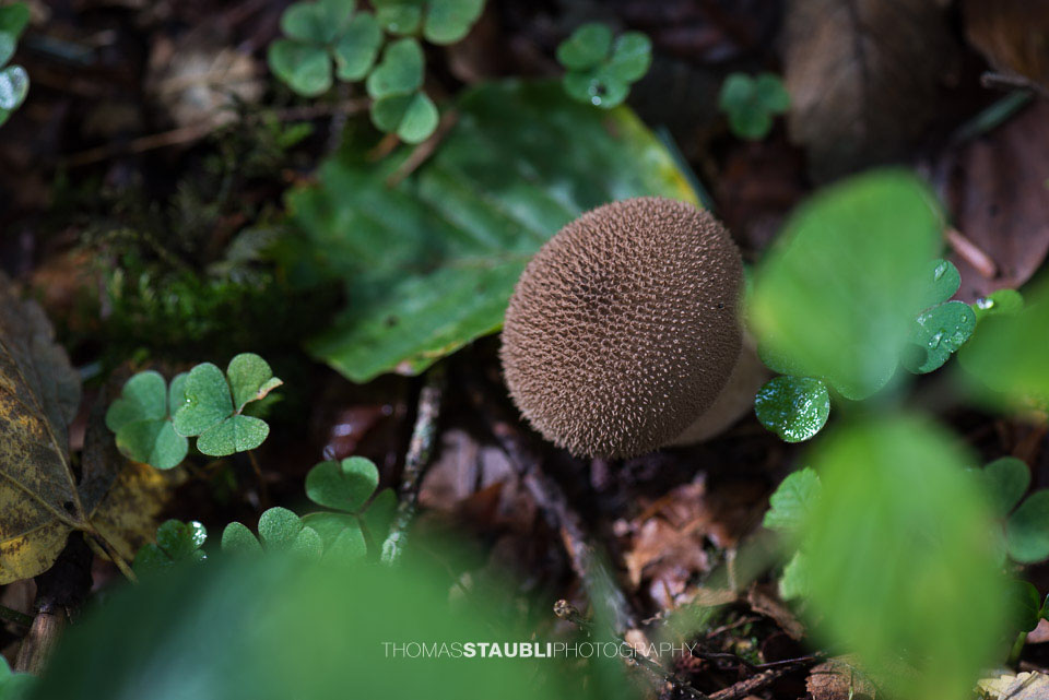 Pilze im Sihlwald