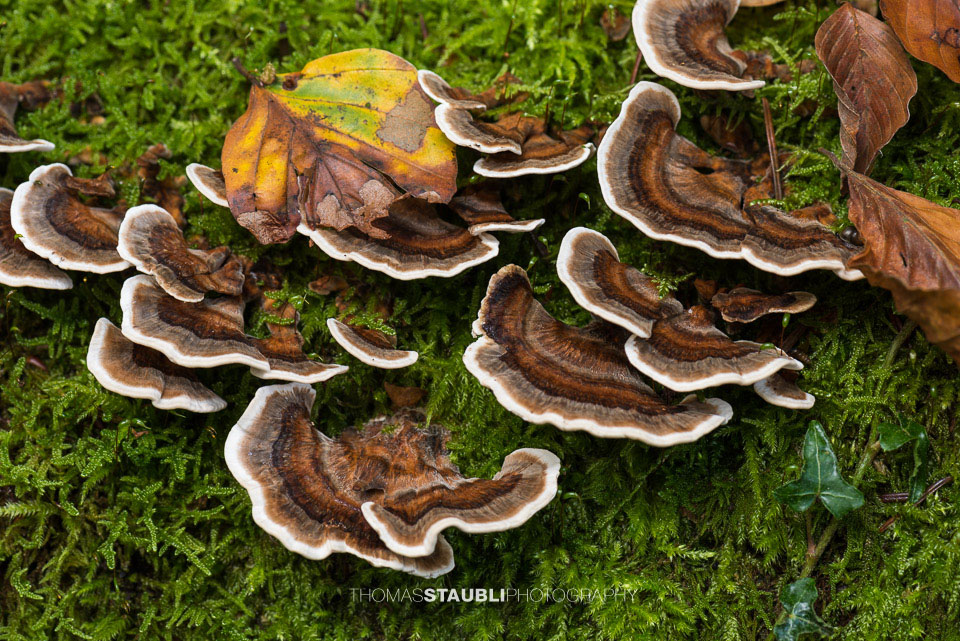 Pilze im Sihlwald