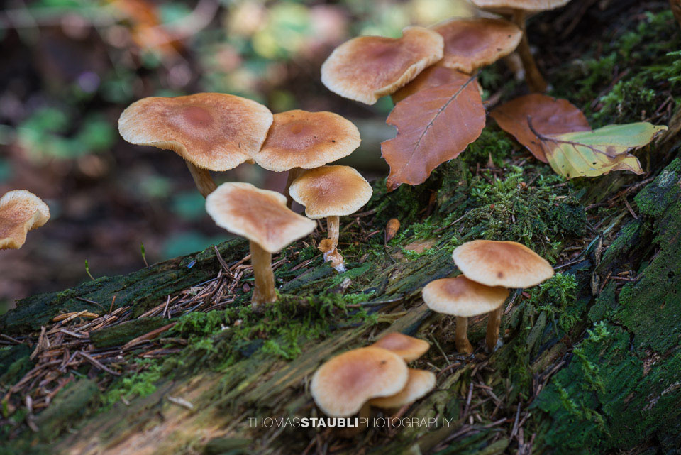 Pilze im Sihlwald