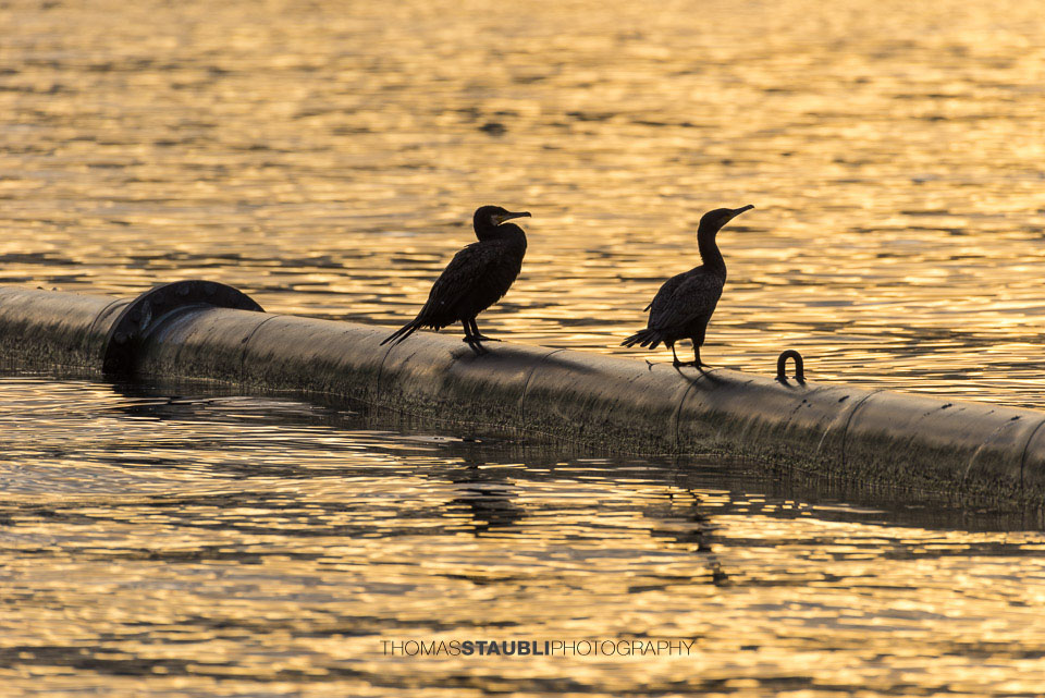 Vögel am Mythenquai