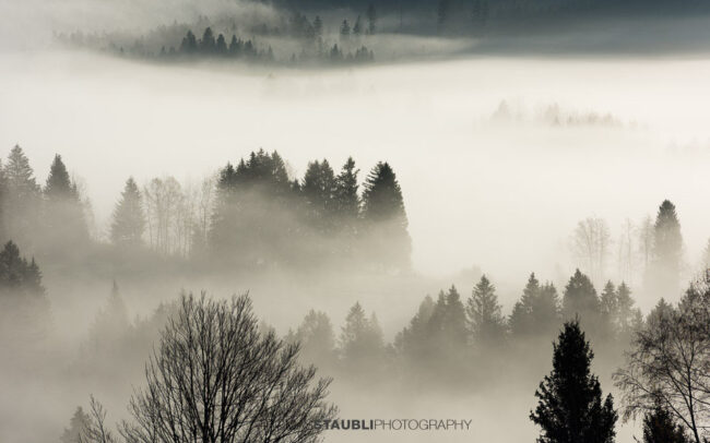 einzelne Baume durchdringen das Nebelmeer
