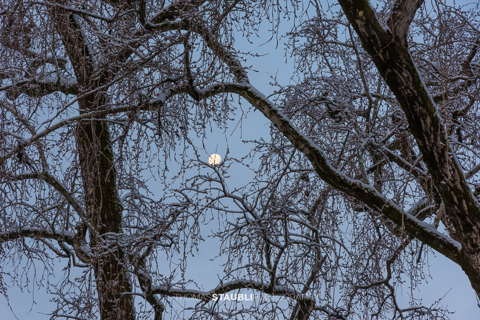 zwischen Ästen hindurch scheint der abnehmende Vollmond