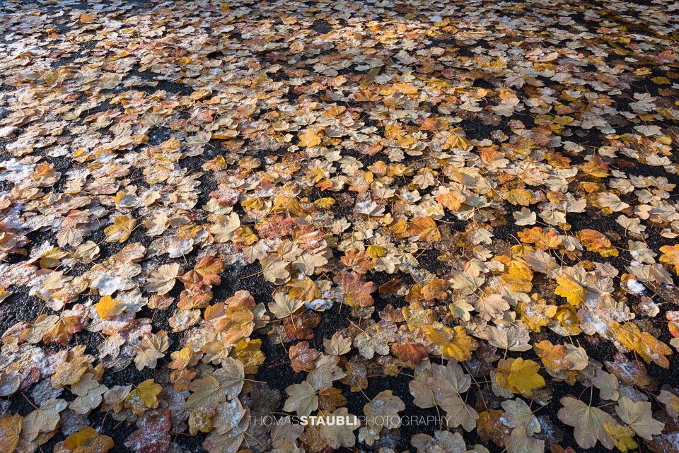 Herbstblätter am Boden