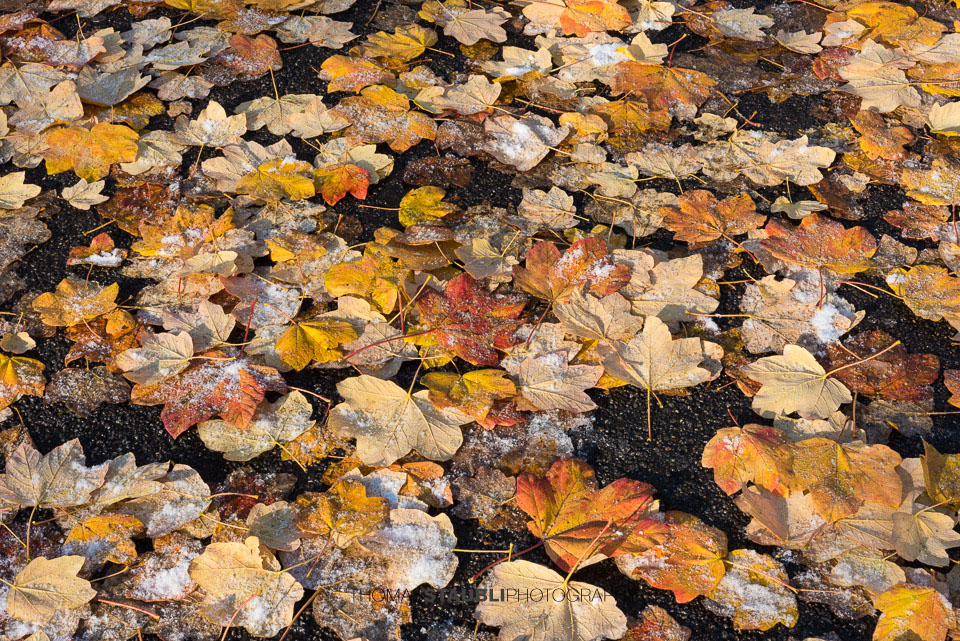 Herbstblätter am Boden