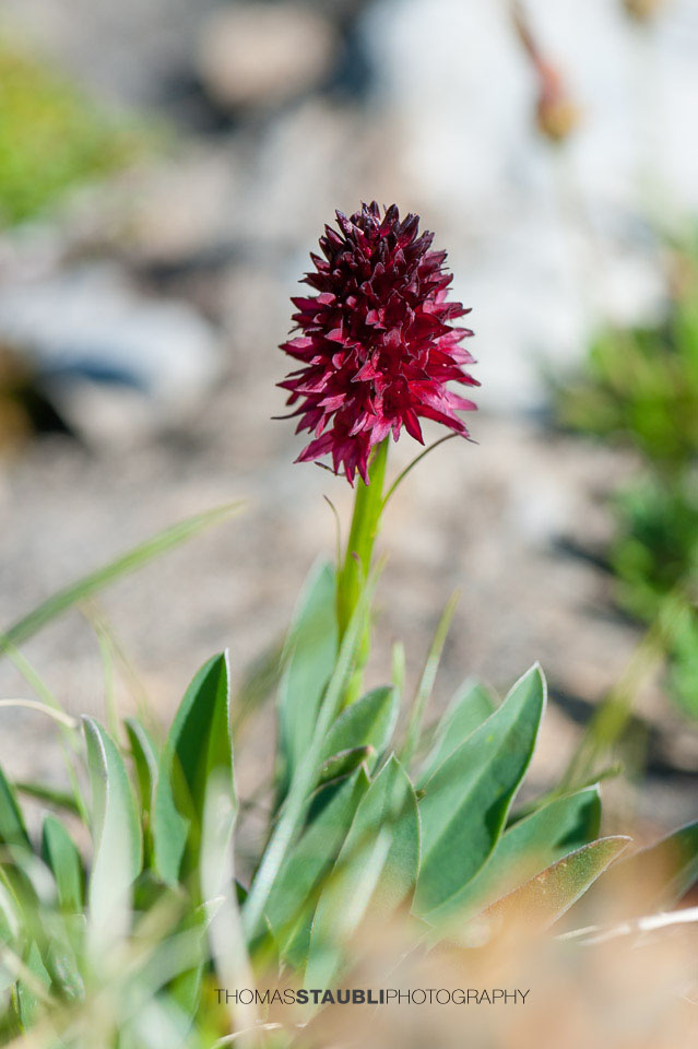 Gewöhnliche Kohlröschen