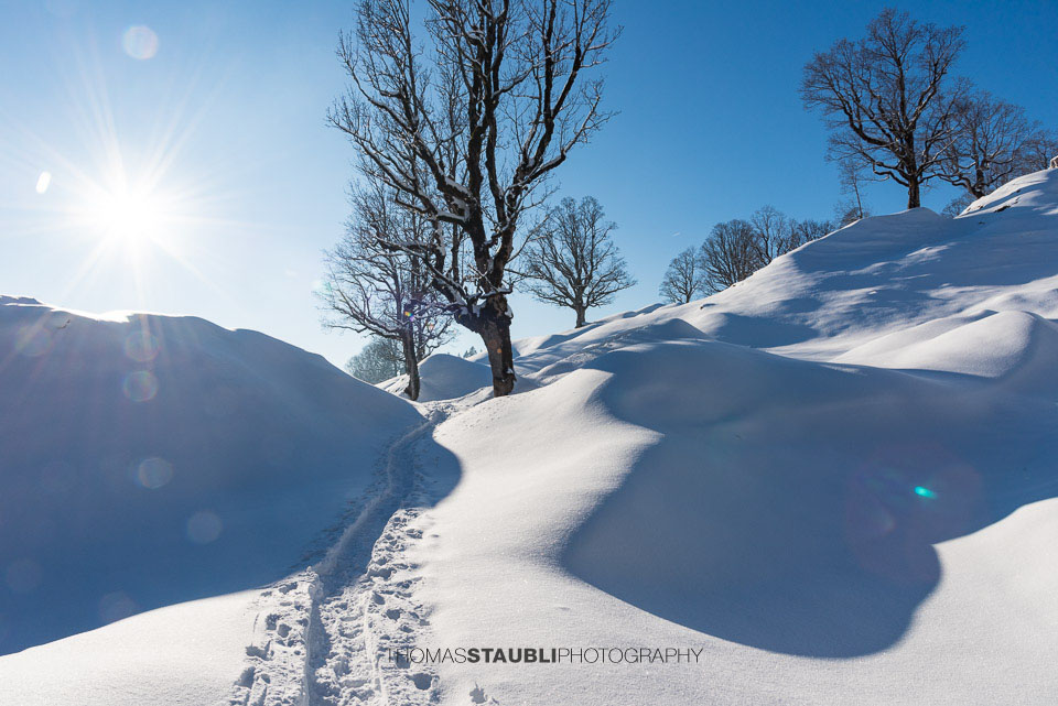 Ahornbäume beri Ober Gössigen