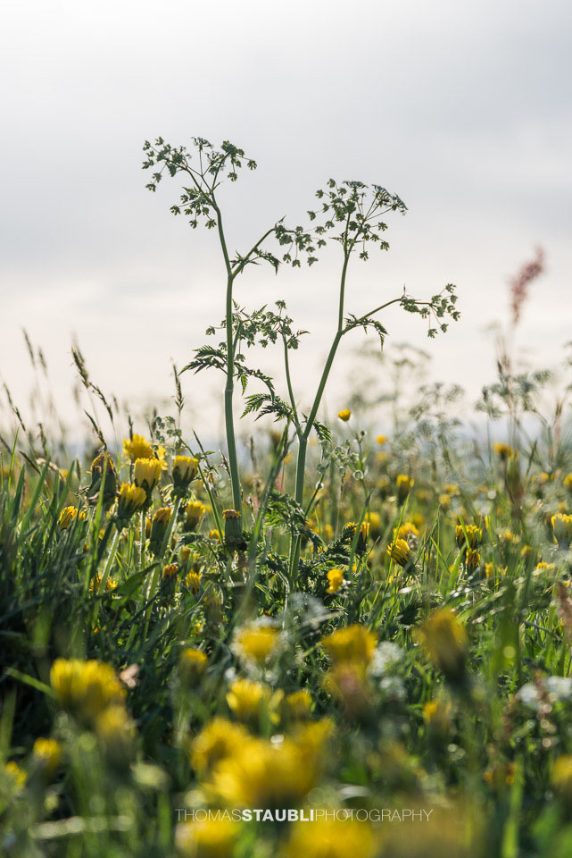 Gräser und Löwenzahn