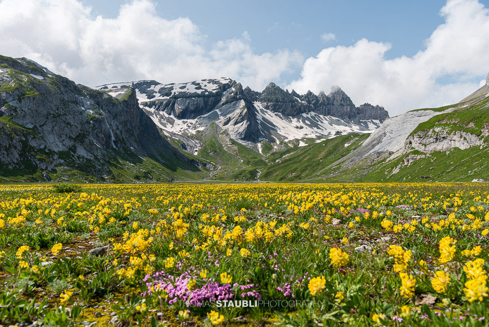 Blumenmeer auf dem Segnesboden