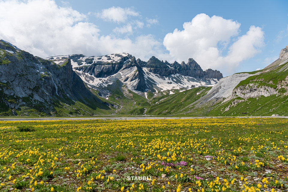 Blumenmeer auf dem Segnesboden