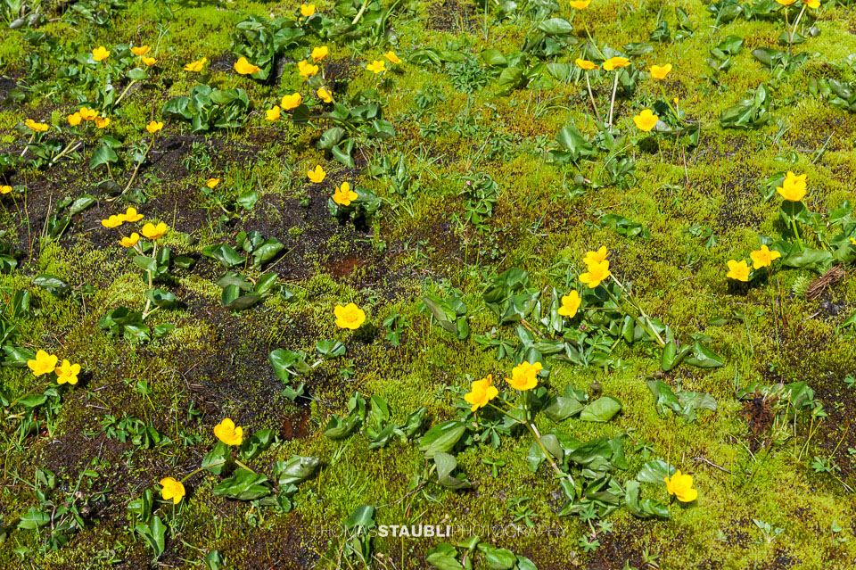 Moos und Sumpfdotterblumen am Carschinasee