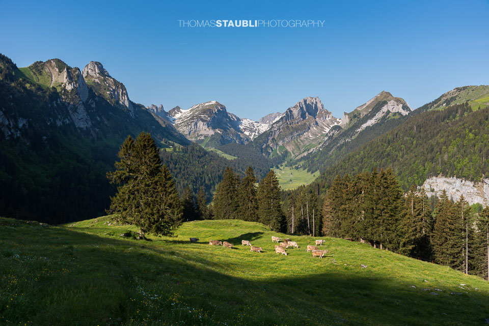 Kühe in der Morgensonne auf der Alp Soll im Alpstein