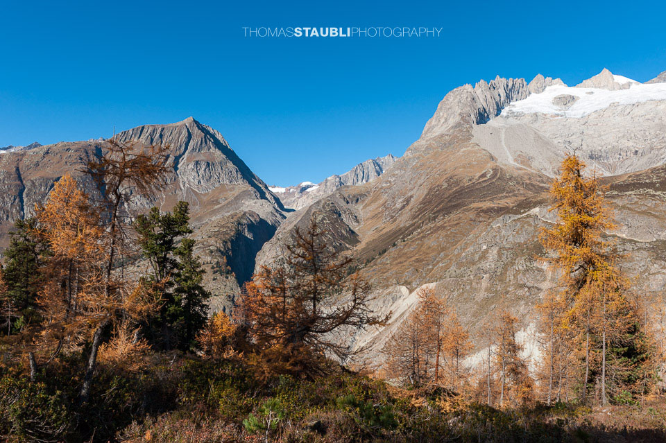 Föhren und Lärchen im Aletschwald 2008