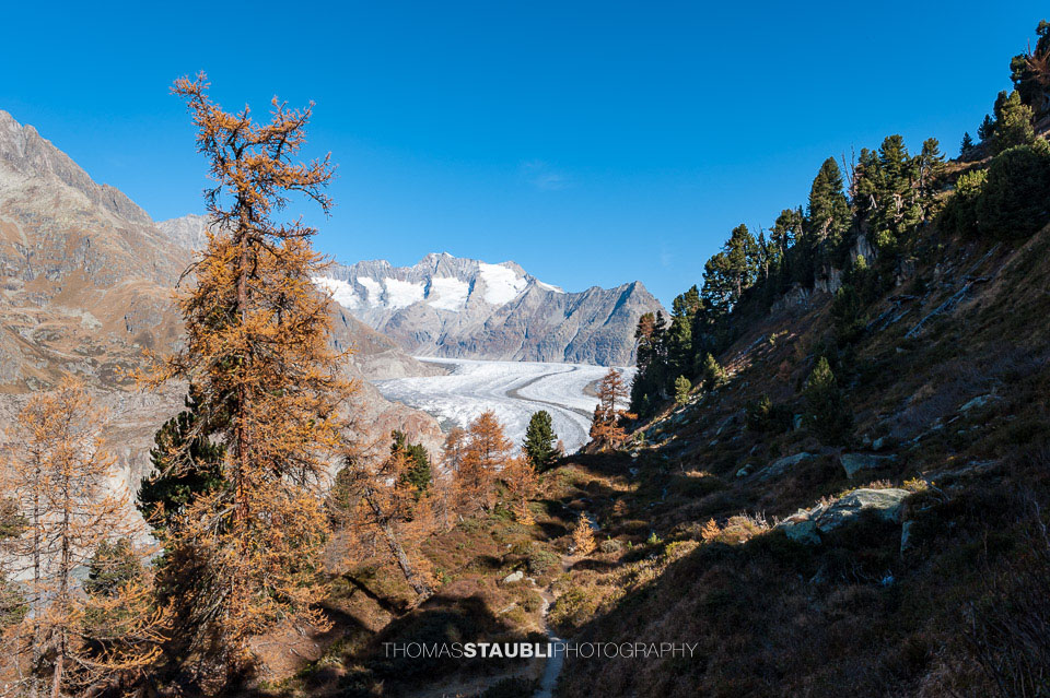 prächtiger Herbsttag am Grossen Aletschgletscher 2008