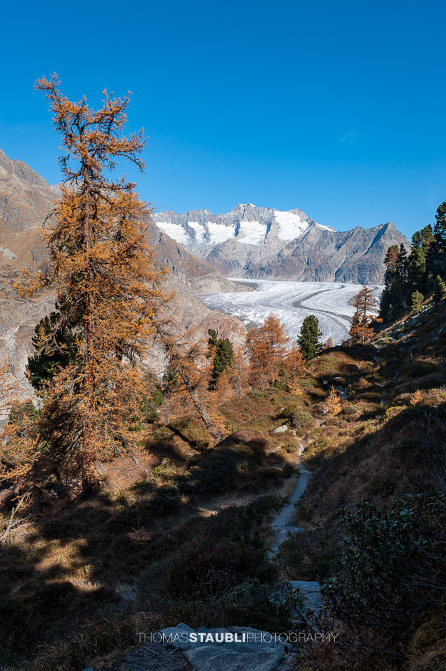 prächtiger Herbsttag am Grossen Aletschgletscher 2008