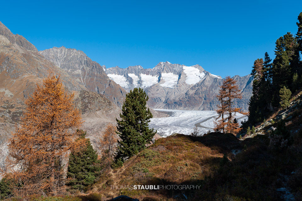 prächtiger Herbsttag am Grossen Aletschgletscher 2008