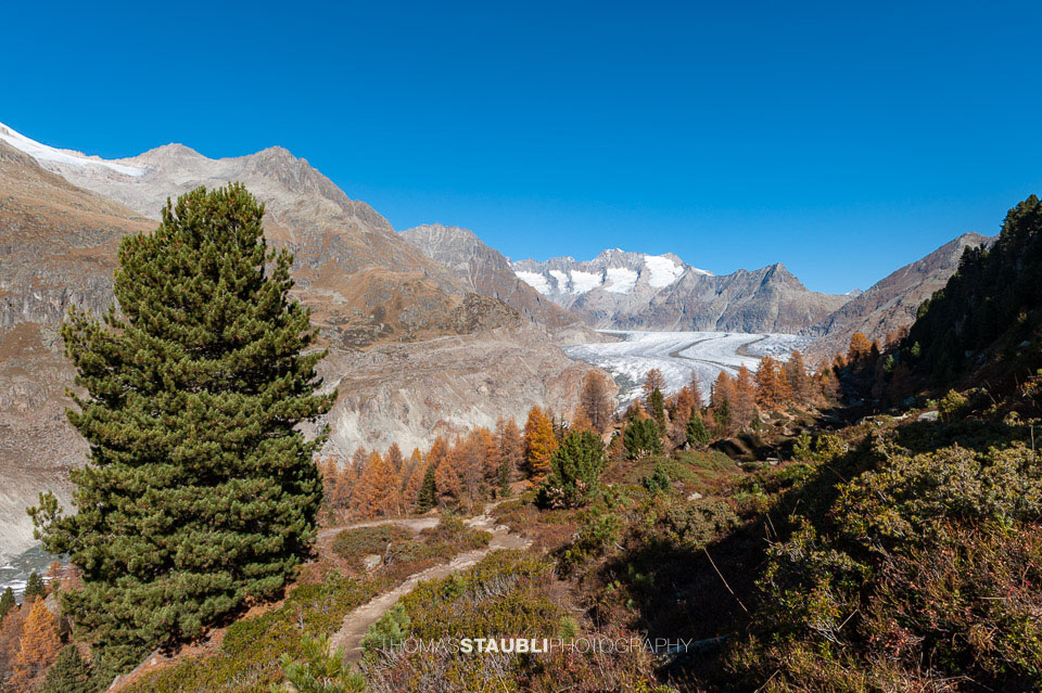 prächtiger Herbsttag am Grossen Aletschgletscher 2008