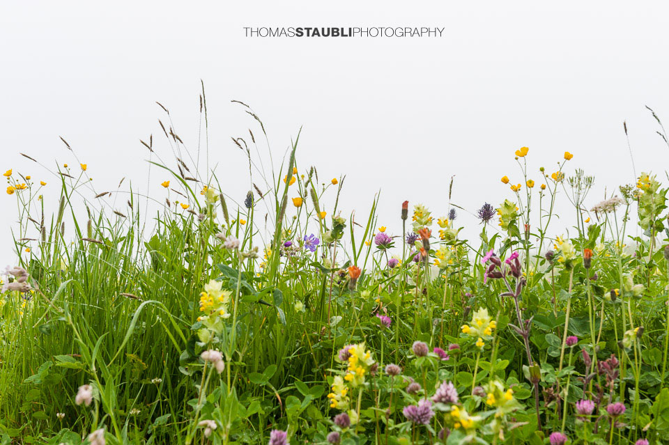 vielfältige Blumenwiesen bei Partnun im Prättigau