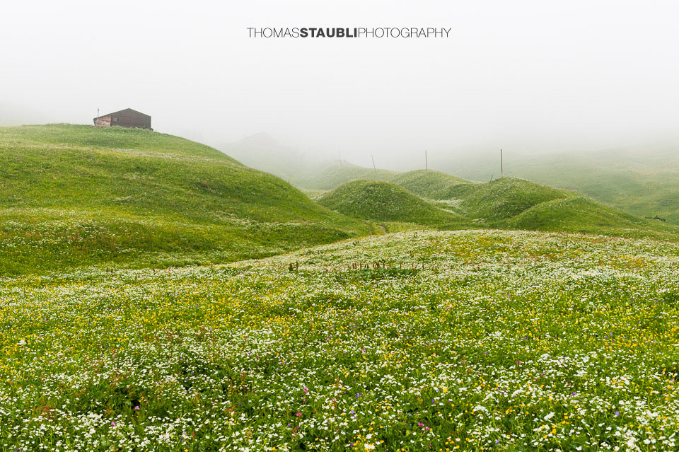 Nebel über den Blumenwiesen von St. Antönien und Partnun