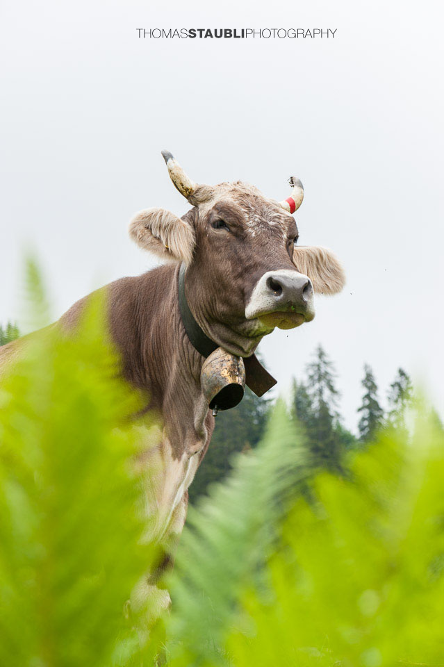 stolze Kuh in St. Antönien im Prättigau