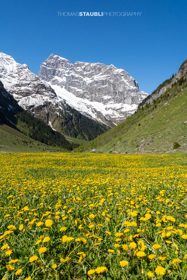 Nider Surenen – blühende Löwenzahnwiese vor verschneitem Titlis