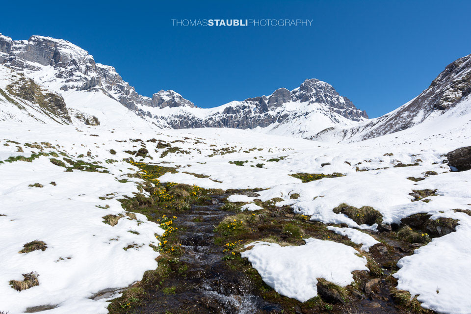 Surenen – erste Dotterblumen am Stierenbach auf der noch mit Schnee bedeckten Blackenalp