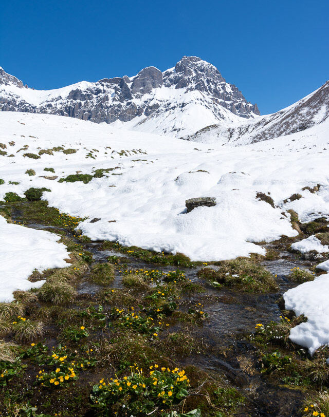 Surenen – erste Dotterblumen am Stierenbach auf der noch mit Schnee bedeckten Blackenalp