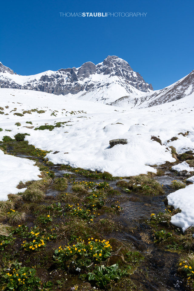 Surenen – erste Dotterblumen am Stierenbach auf der noch mit Schnee bedeckten Blackenalp