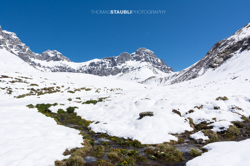 Surenen – erste Dotterblumen am Stierenbach auf der noch mit Schnee bedeckten Blackenalp