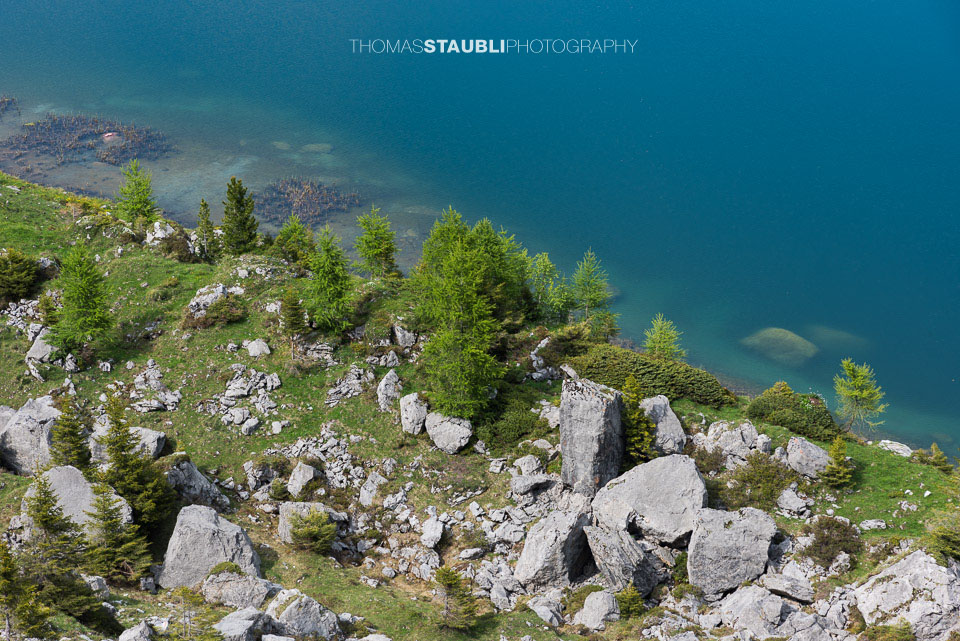 Steinblöcke und einzelne junge Lärchen am Ufer des Seefeldsees