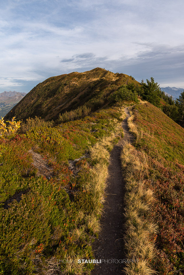 Heidelbeersträucher am Wanderweg zum Wilerhorn