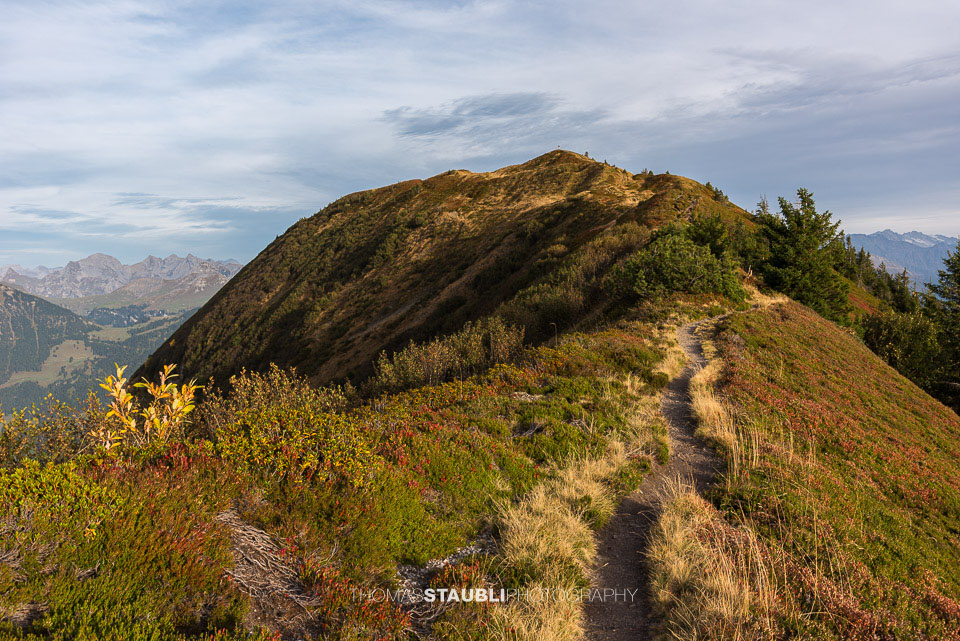 Heidelbeersträucher am Wanderweg zum Wilerhorn