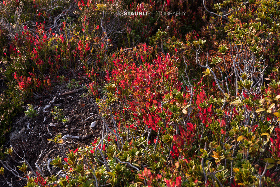 rot leuchtende Heidelbeersträucher im Herbst