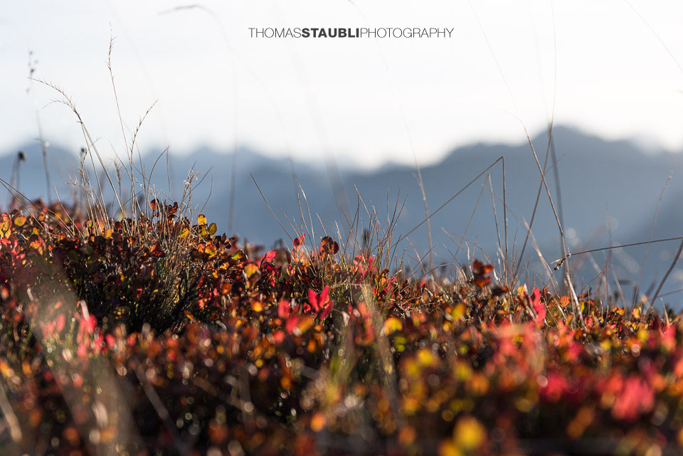 rot verfärbte Blätter der Heidelbeerstauden