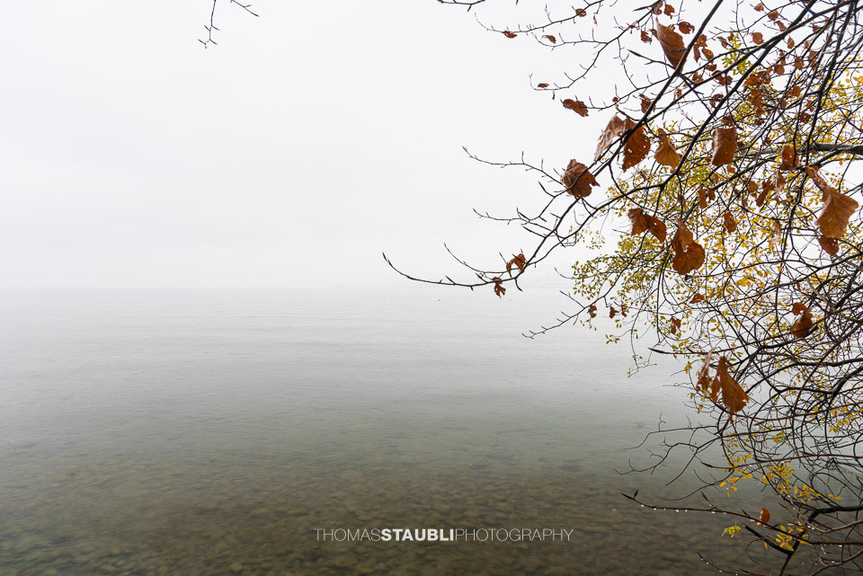 einzelne farbige Herbstblätter an Zweigen vor trübem Zürichsee