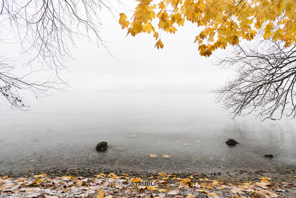 gelbe Herbstblätter bei nebligem Tag am Zürichsee
