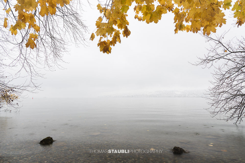 gelbe Herbstblätter bei nebligem Tag am Zürichsee