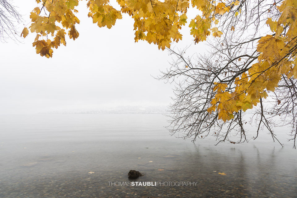 gelbe Herbstblätter bei nebligem Tag am Zürichsee
