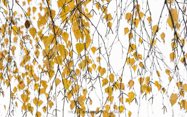 herbstlich verfärbte gelbe Birkenblätter
