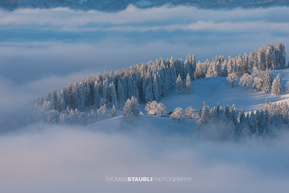 verschneite Tannen ragen aus dem Nebelmeer empor