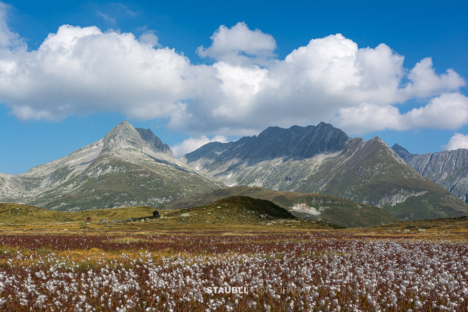 Wollgras im Val Maighels